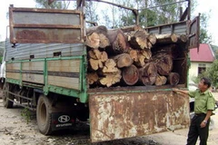 Xe ôtô mang biển số 47K-8183 chở gỗ lậu bị lực lượng kiểm lâm bắt giữ. (Ảnh: Việt Dũng/Vietnam+).