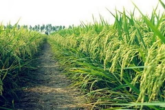 Ảnh minh họa. (Nguồn: Internet)