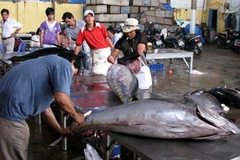 Chế biến cá ngừ. (Ảnh: Ly Kha/TTXVN).