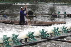 Phát triển nuôi tôm chân trắng ở Quảng Bình. (Ảnh: Trần Việt/TTXVN)