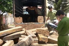 Một vụ vận chuyển gỗ trái phép bị phát hiện. (Nguồn: Vietnam+)