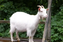 (Nguồn: Bubblews.com)