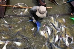 (Ảnh minh họa: An Đăng/TTXVN)