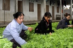 (Ảnh minh họa: Thái Bình/TTXVN)