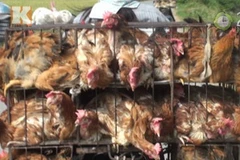 Ảnh minh họa. (Nguồn: 24h)