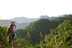 Rừng Trường Sơn. (Ảnh: Internet).