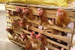 (Ảnh minh họa: Internet).