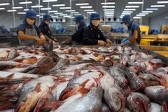Chế biến cá tra. (Ảnh minh họa: Huy Hùng/TTXVN).