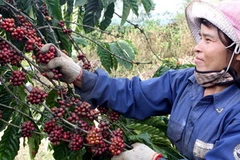 Thu hoạch càphê. (Ảnh: Trần Lê Lâm/TTXVN).