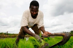 Nông dân châu Phi. (Ảnh: Internet).