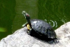 Rùa tai đỏ. (Ảnh: Thế Lập/TTXVN).