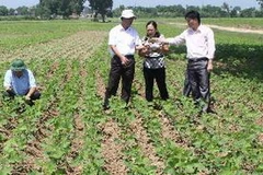 (Ảnh minh họa: Anh Tuấn/TTXVN)