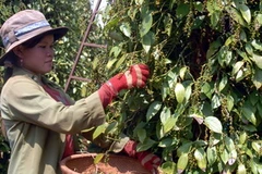 Thu hoạch tiêu. (Ảnh: Sỹ Huynh/TTXVN)
