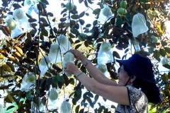 (Ảnh: Hoàng Hải/TTXVN). 