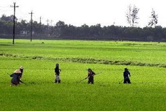 Trời nắng ấm, nông dân ra đồng chăm sóc lúa từ sáng sớm. (Ảnh minh họa: Hồ Cầu/TTXVN)