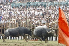 (Ảnh minh họa: Thanh Tùng/TTXVN)