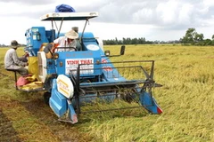 Thu họach lúa Hè Thu. (Ảnh: Huy Hoàng/TTXVN).