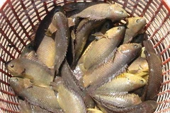 Cá rô. (Ảnh minh họa: Internet).