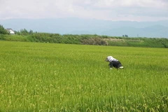 Ảnh minh họa. (Nguồn: cepolina.com)