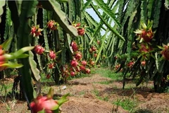 (Nguồn: agroviet.gov.vn)