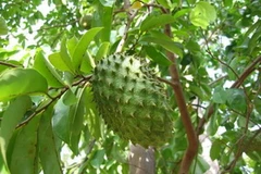 Mãng cầu xiêm. (Nguồn: Internet)