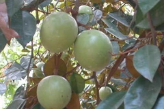 Phía Mỹ sẽ cho nhập vải, nhãn, xoài, vú sữa từ Việt Nam. (Ảnh minh họa. Nguồn: Internet)