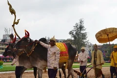 Hoàng thân Norodom Chackravudh làm Vua đi cày trong lễ hội xuống đồng truyền thống của Campuchia năm nay. (Ảnh: Trần Chí Hùng/Vietnam+)