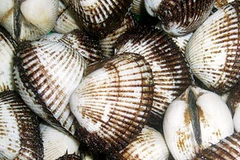 Sò lông. (Nguồn: Internet).