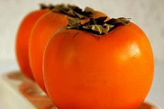 Phú Thọ khôi phục và phát triển hai giống hồng quý