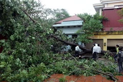 Cây đổ do bão số 8. (Ảnh: Tuấn Anh/TTXVN)