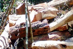 Gỗ sưa bị khai thác trái phép tại Quảng Bình. (Nguồn: vov.vn)