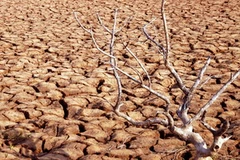 Cảnh khô hạn tại phường Nhà Mát, thị xã Bạc Liêu, tỉnh Bạc Liêu. (Ảnh: Duy Khương/TTXVN). 