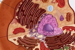 Mô hình tế bào. (Ảnh minh họa: Internet).