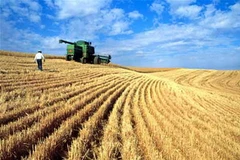 Thu hoạch lúa mỳ. (Nguồn: Internet)