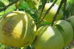 Thanh trà Nguyệt Biều. (Nguồn: Internet)