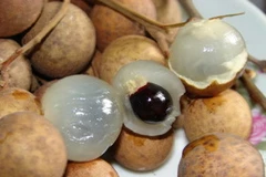 Nhãn lồng Hưng Yên. (Nguồn: Internet)