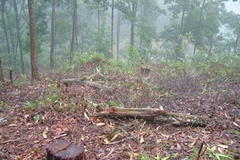 Rừng thuộc Vườn quốc gia Vũ Quang bị tàn phá. (Nguồn: Dân Trí)