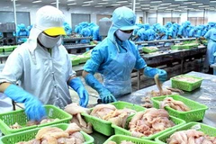 Việt Nam cung cấp cho Uzbekistan các sản phẩm thủy sản. (Ảnh minh họa: Duy Khương/TTXVN)