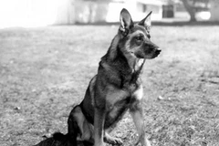 Chú chó Rin Tin Tin nổi tiếng. (Nguồn: Internet)