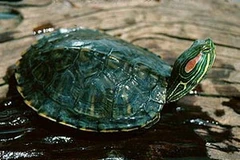 Rùa tai đỏ. (Ảnh: Internet)