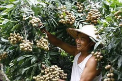 (Ảnh: Đình Huệ/TTXVN)