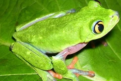 Loài ếch Agalychnis annae. (Ảnh: Internet).