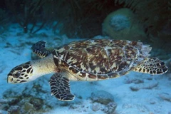 Đồi mồi. (Nguồn: Internet)