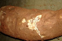 Củ sắn. (Ảnh minh họa: Internet).