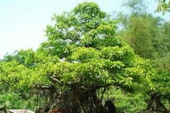 Cây sanh. (Ảnh: Internet).