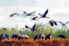 Hàng chục nghìn con chim bay về trú ngụ ở Vườn Quốc gia Lò Gò-Xa Mát. (Ảnh: Tuổi Trẻ).