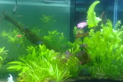 Hồ thủy sinh. (Ảnh minh họa: Internet).