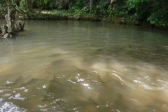 Cá trê suối Phú Quốc đang bị khai thác theo kiểu tận diệt. (Ảnh minh họa: Internet).