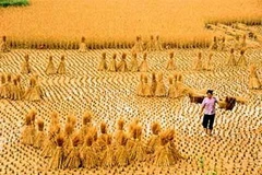 Ảnh minh họa. (Nguồn: Internet)