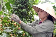 Thu hoạch càphê. (Ảnh: Hồ Cầu/TTXVN)
